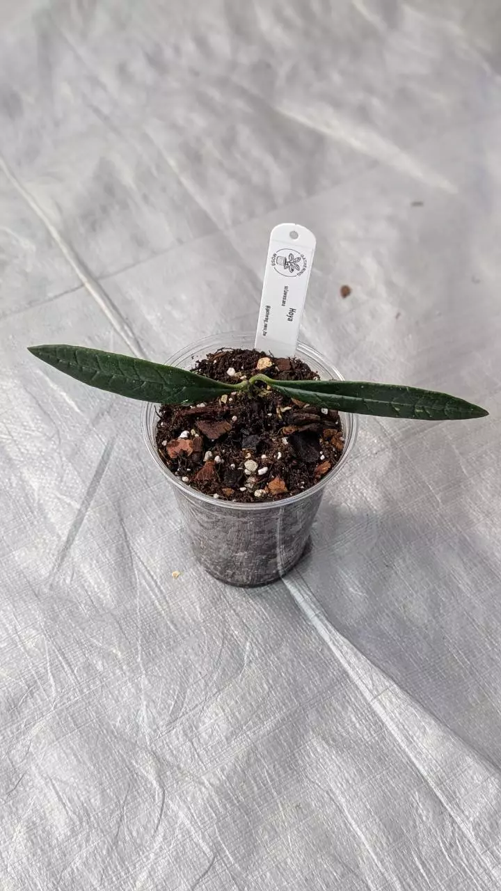 plant/Hoya sulawesiana-0
