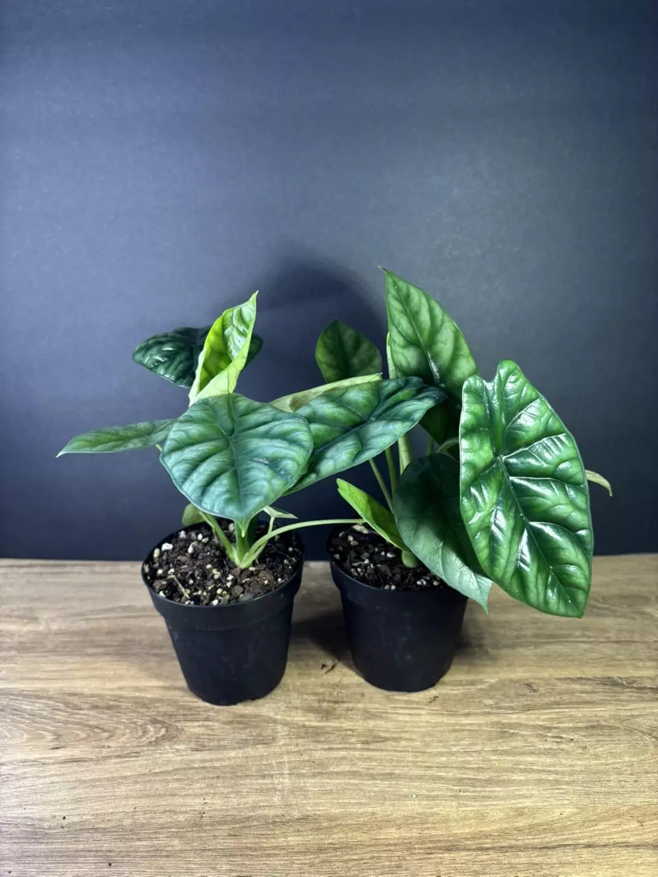 plant/Alocasia Sinuata - Quilted Dreams 4” - grower’s choice-1