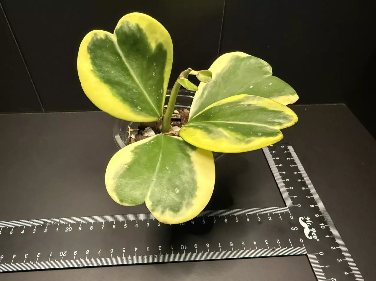 plant/Hoya Kerii (3)-1