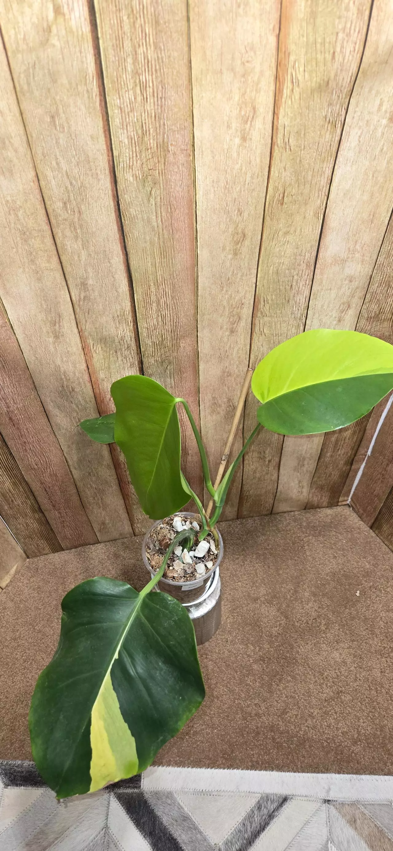 plant/Monstera Borsigiana Aurea-0