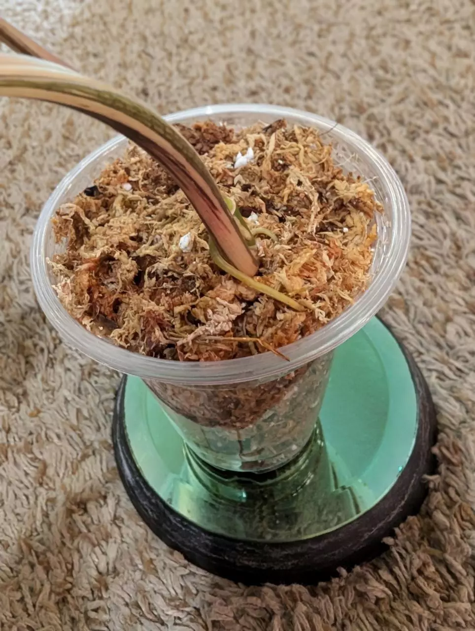 plant/Syngonium Albo #187-4