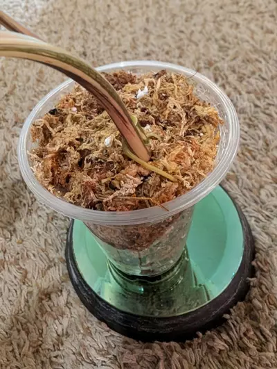 plant/Syngonium Albo #187-4-thumbnail