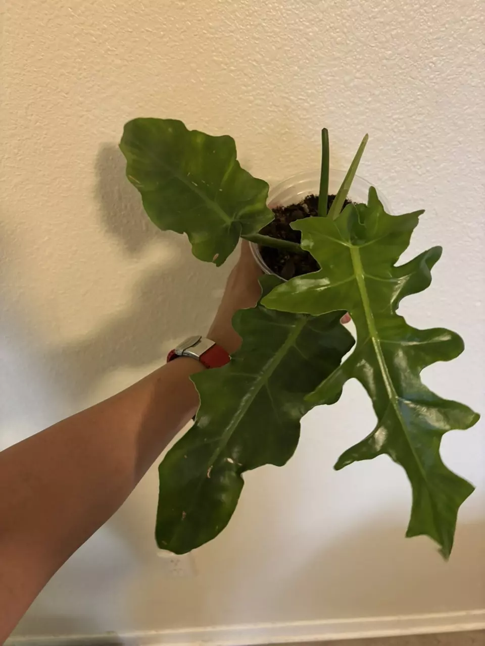 plant/Bob Cee Philodendron-0