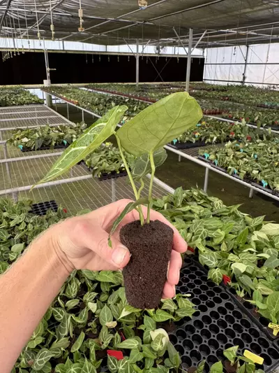 plant/Anthurium silver blush x papillilaminum starter plant growers choice-5-thumbnail