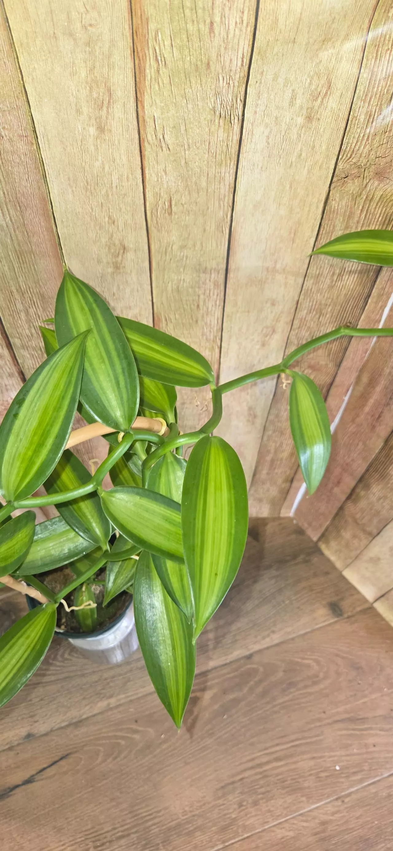 plant/Vanilla Bean Orchid-1