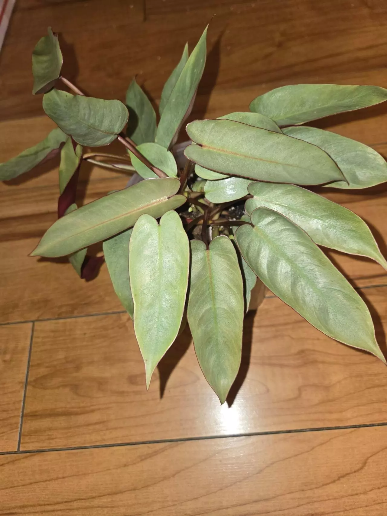 plant/Philodendron Atabapoense-0