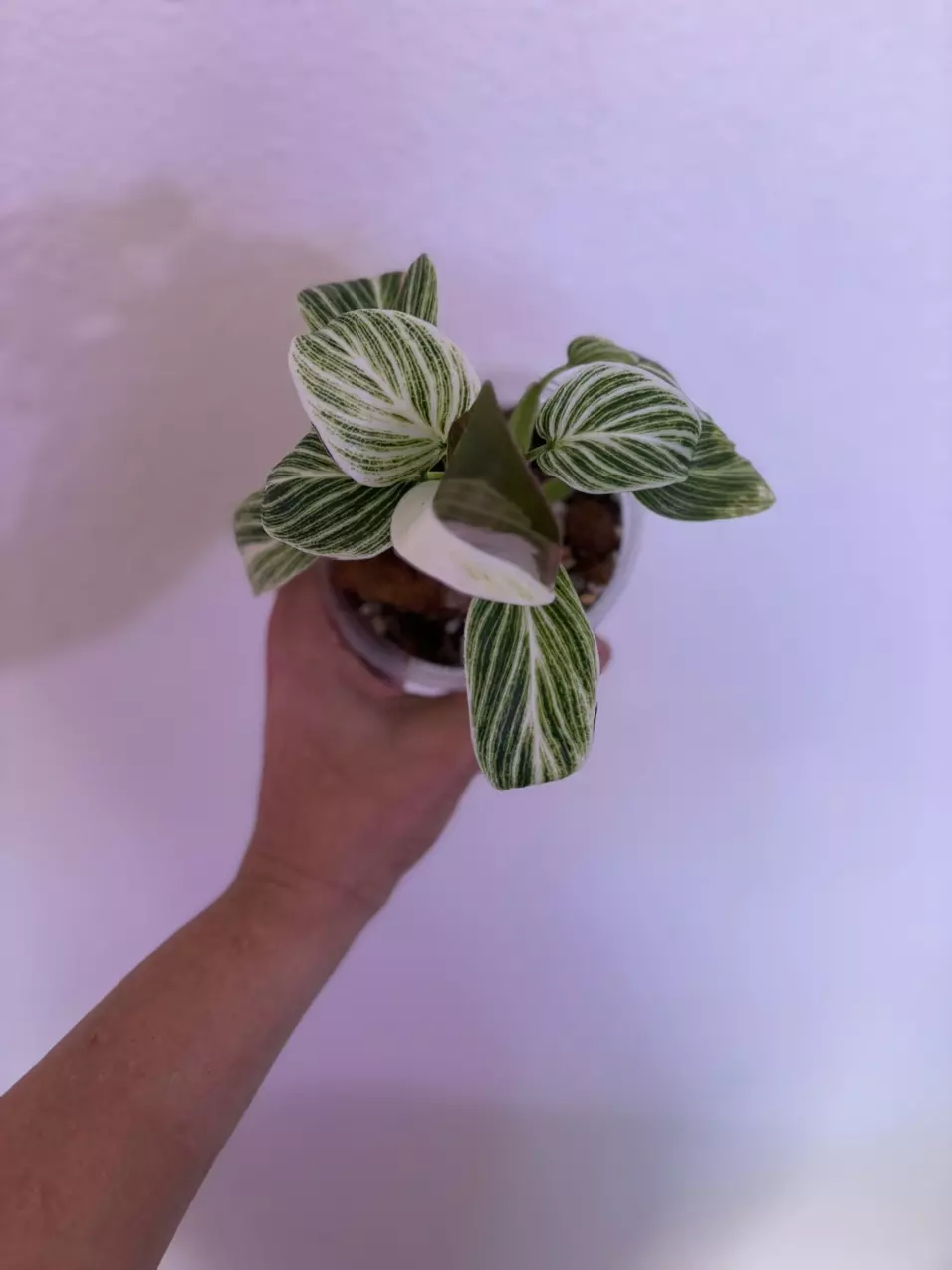 plant/Mutated Birkin Evian-0