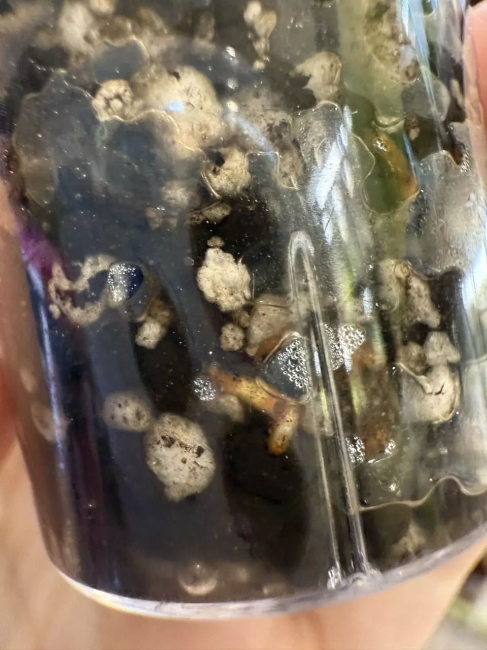 plant/Florida Ghost lightly rooted cutting with new growth-2