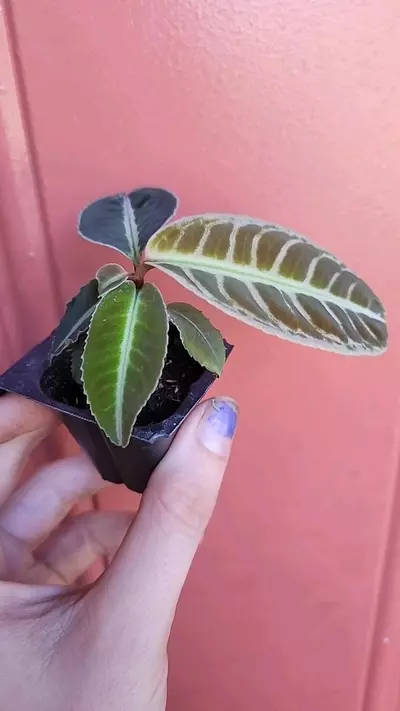 plant/Labisia sp Riau starter exact plant-1-thumbnail