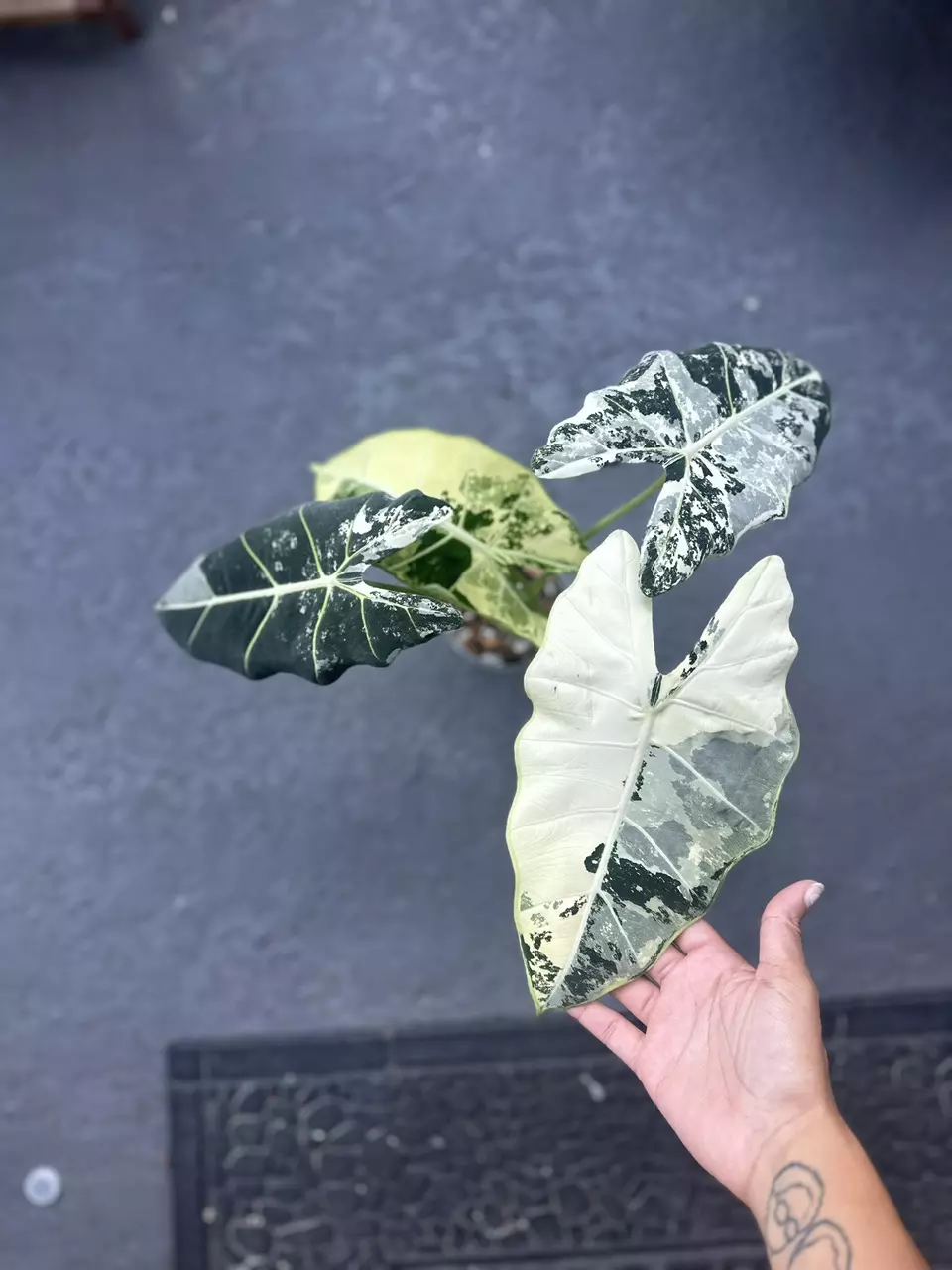 plant/Alocasia Frydek Albo/Mint-1