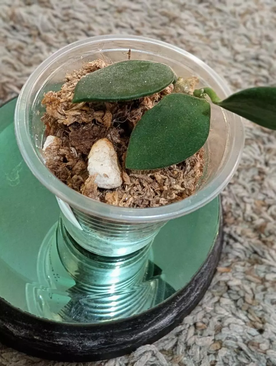plant/Hoya Nummularioides #180-3