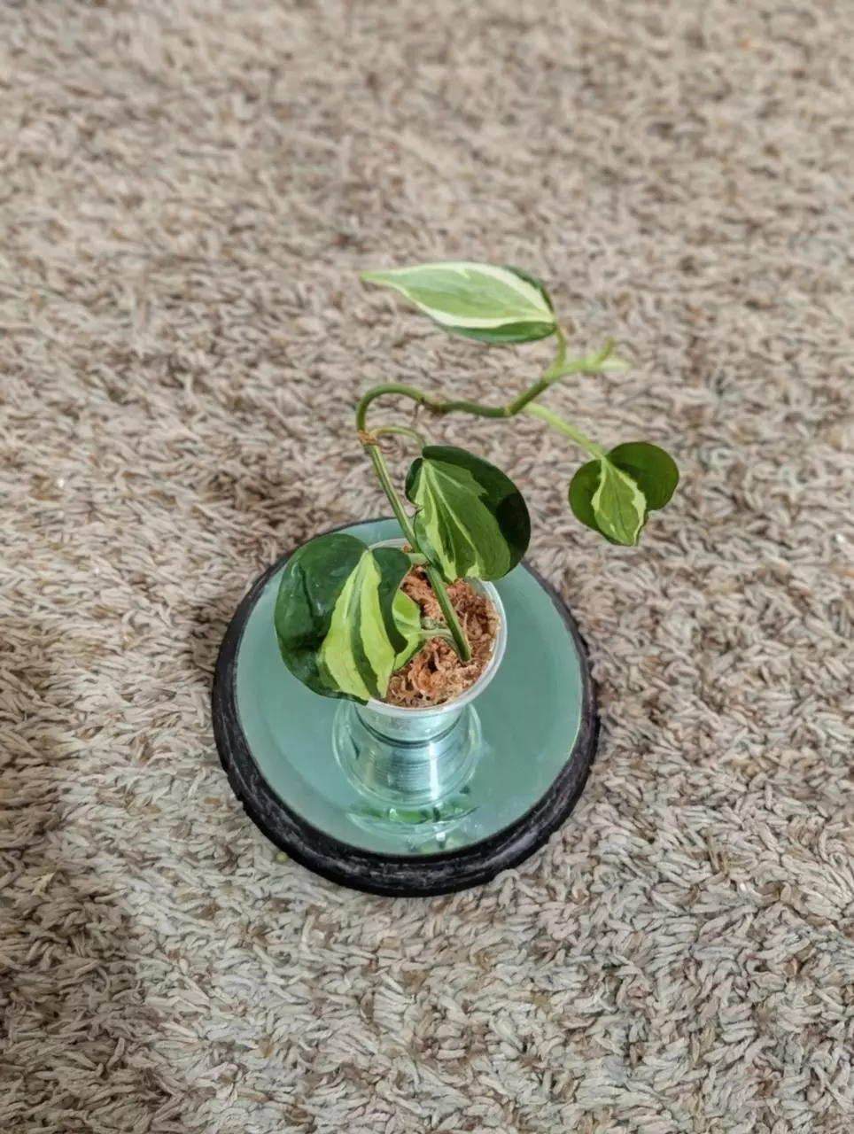 plant/Philodendron Cream Splash #183-1