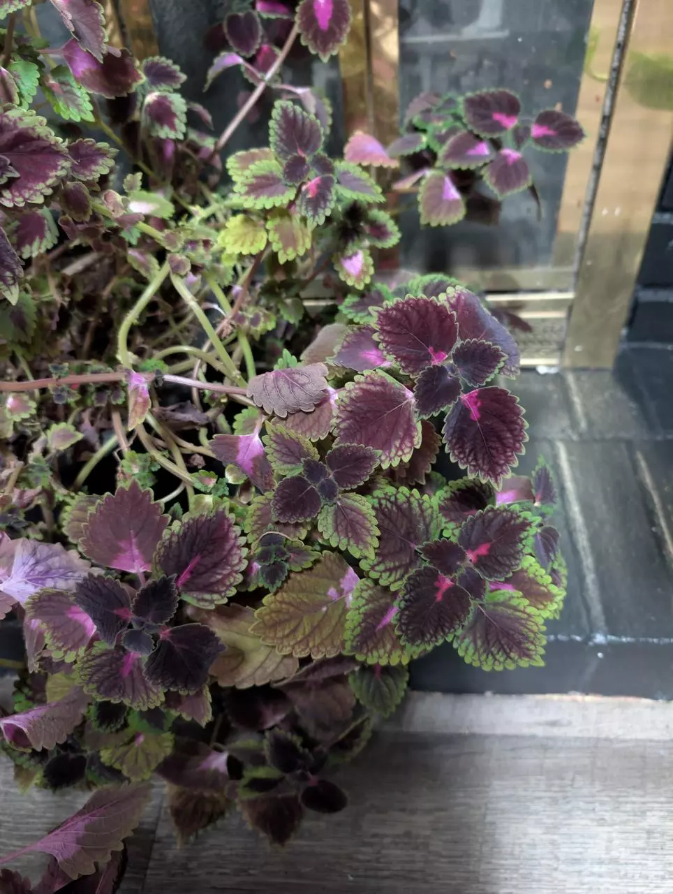 plant/Coleus cuttings only NOT yet rooted-1