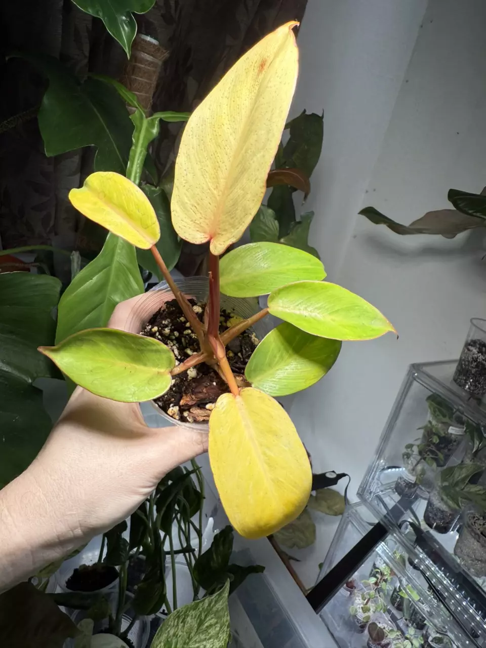 plant/Jungle Fever Yellow-1