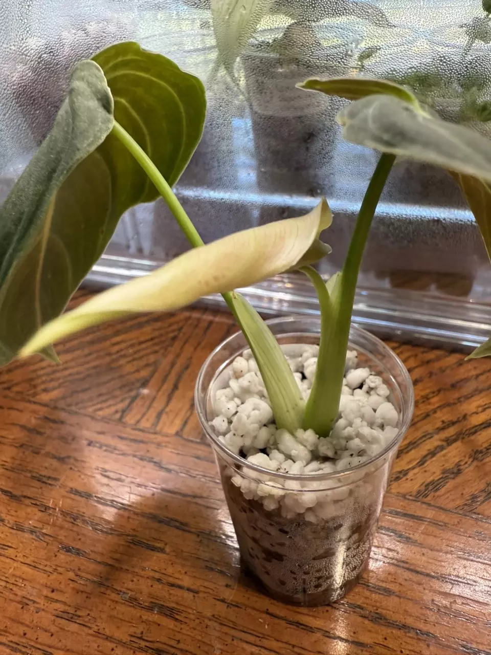 plant/Philodendron Melanochrysum top cut-1