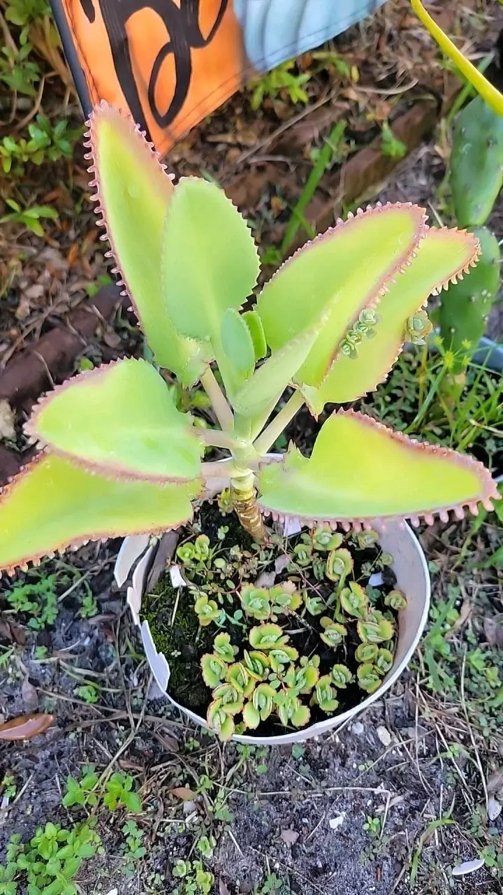 plant/Kalanchoe Mother of Thousands starter plants growers choice-0
