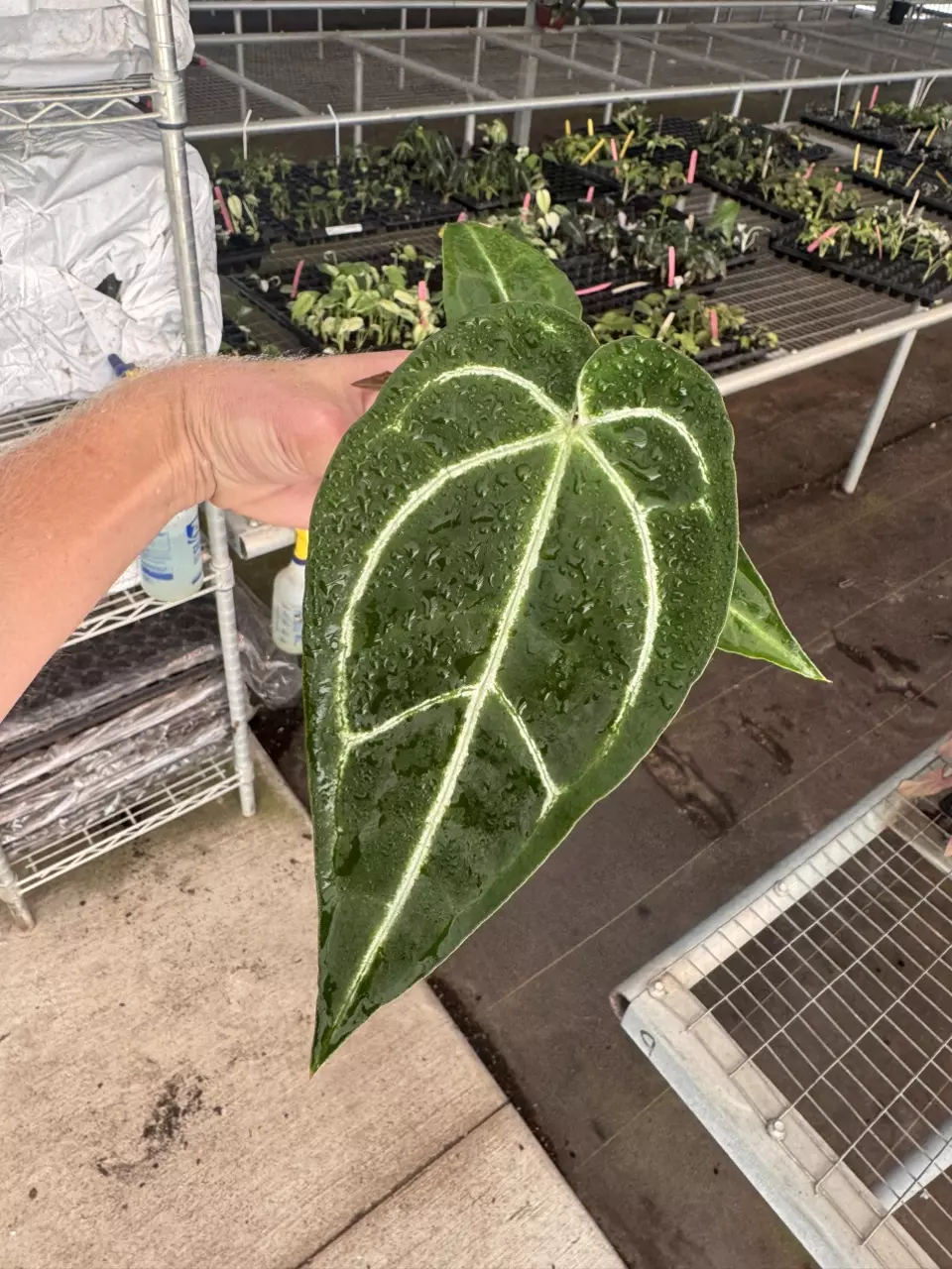 plant/Anthurium Magnificum x crystallinum dark form 4” pot growers choice-0