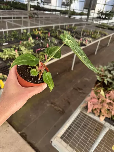 plant/Anthurium Magnificum x crystallinum dark form 4” pot growers choice-4-thumbnail