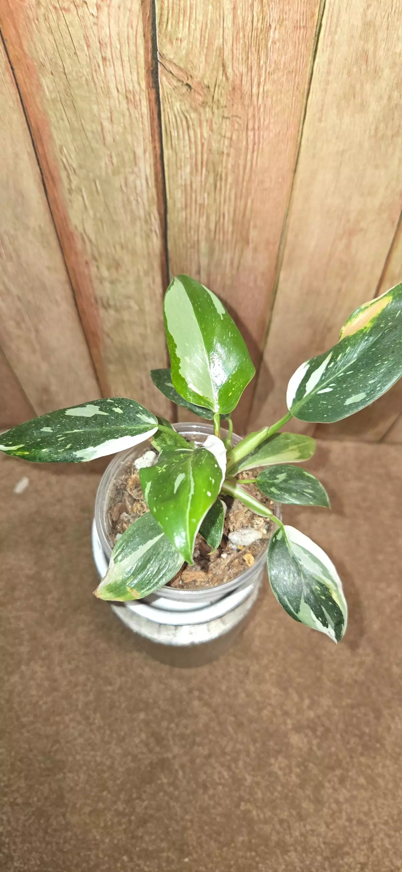 plant/White Princess Philodendron-0