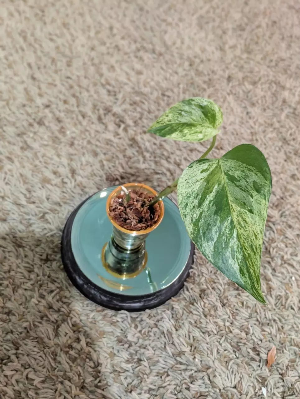 plant/Marble Queen Pothos #181-0