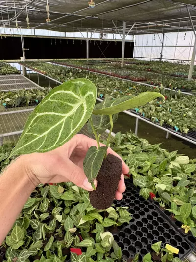 plant/Anthurium silver blush x papillilaminum starter plant growers choice-4-thumbnail