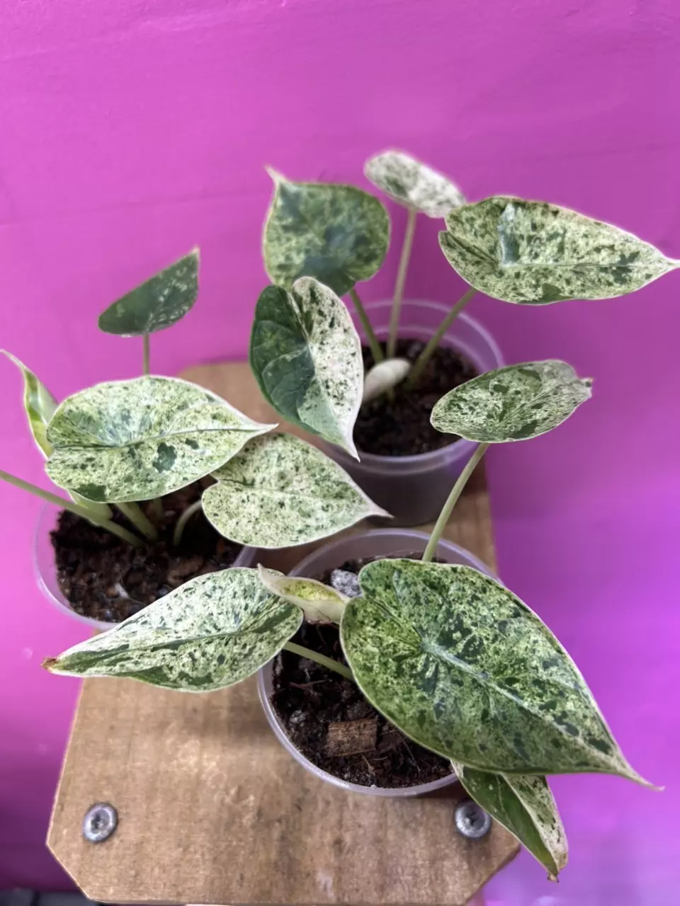 plant/Alocasia dragon scale mint-0