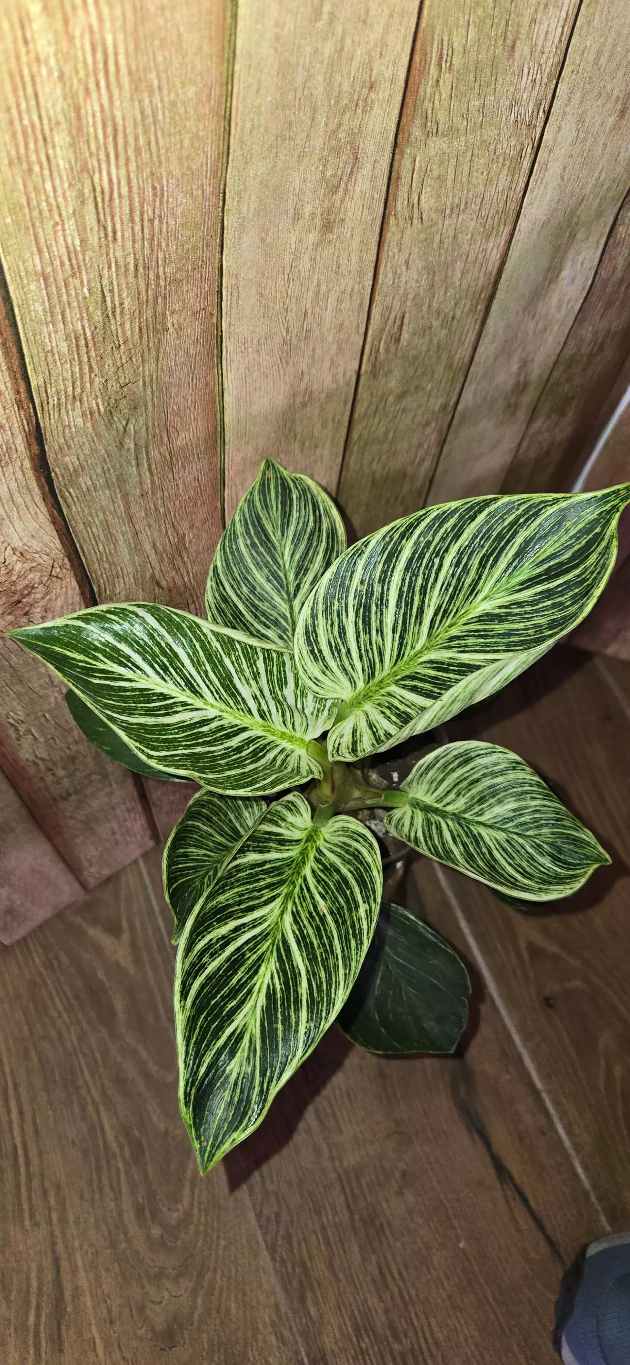 plant/Philodendron Birkin-0