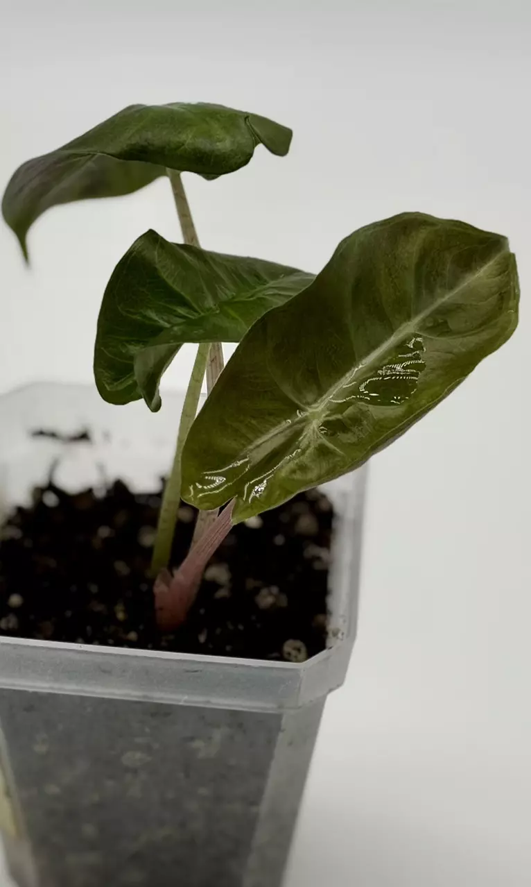 plant/Alocasia Lowii ‘Pink Dragon’-0