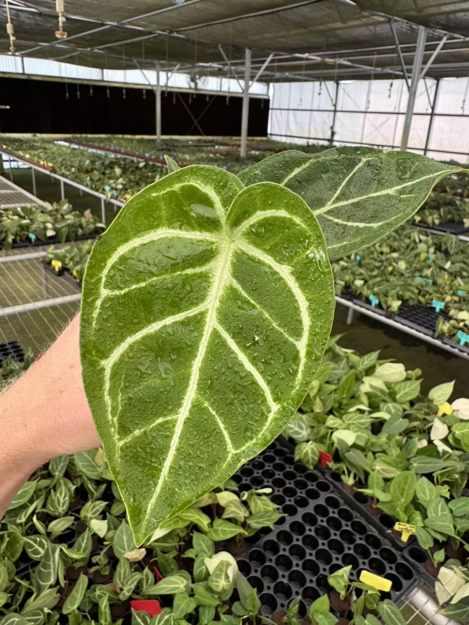 plant/Anthurium silver blush x papillilaminum starter plant growers choice-0