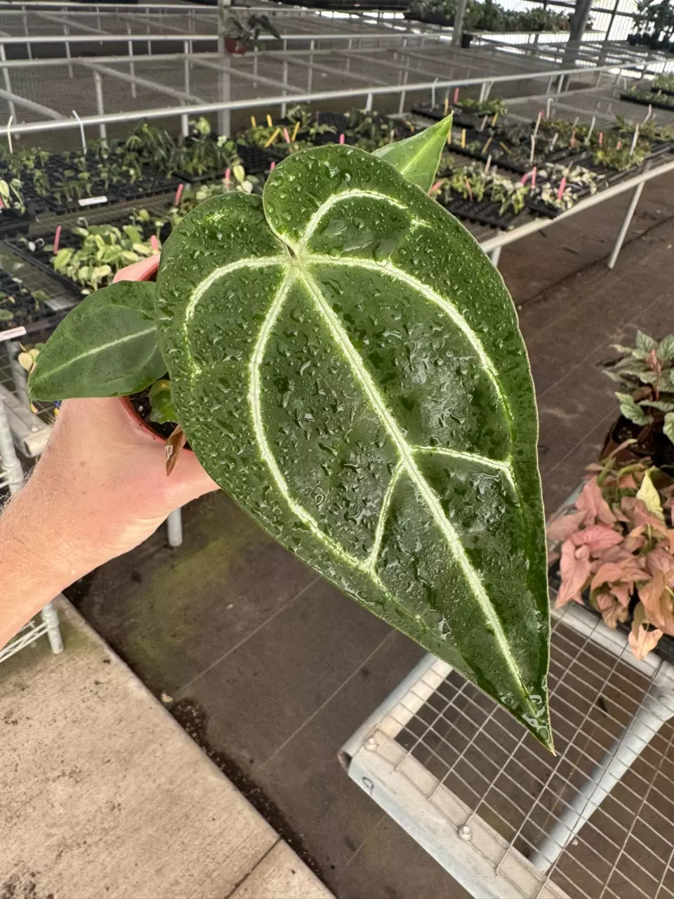 plant/Anthurium Magnificum x crystallinum dark form 4” pot growers choice-1