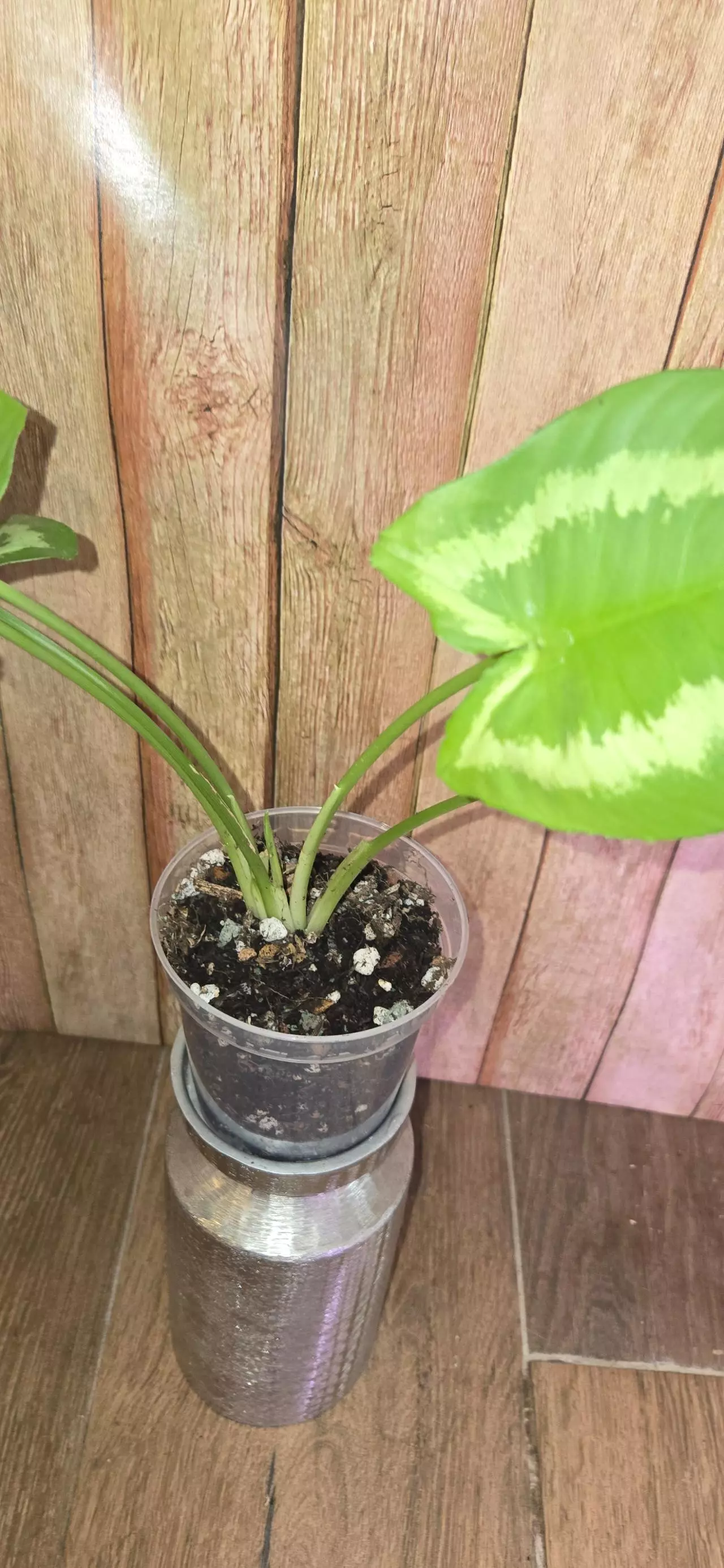 plant/Schismatoglottis Wallichii-2