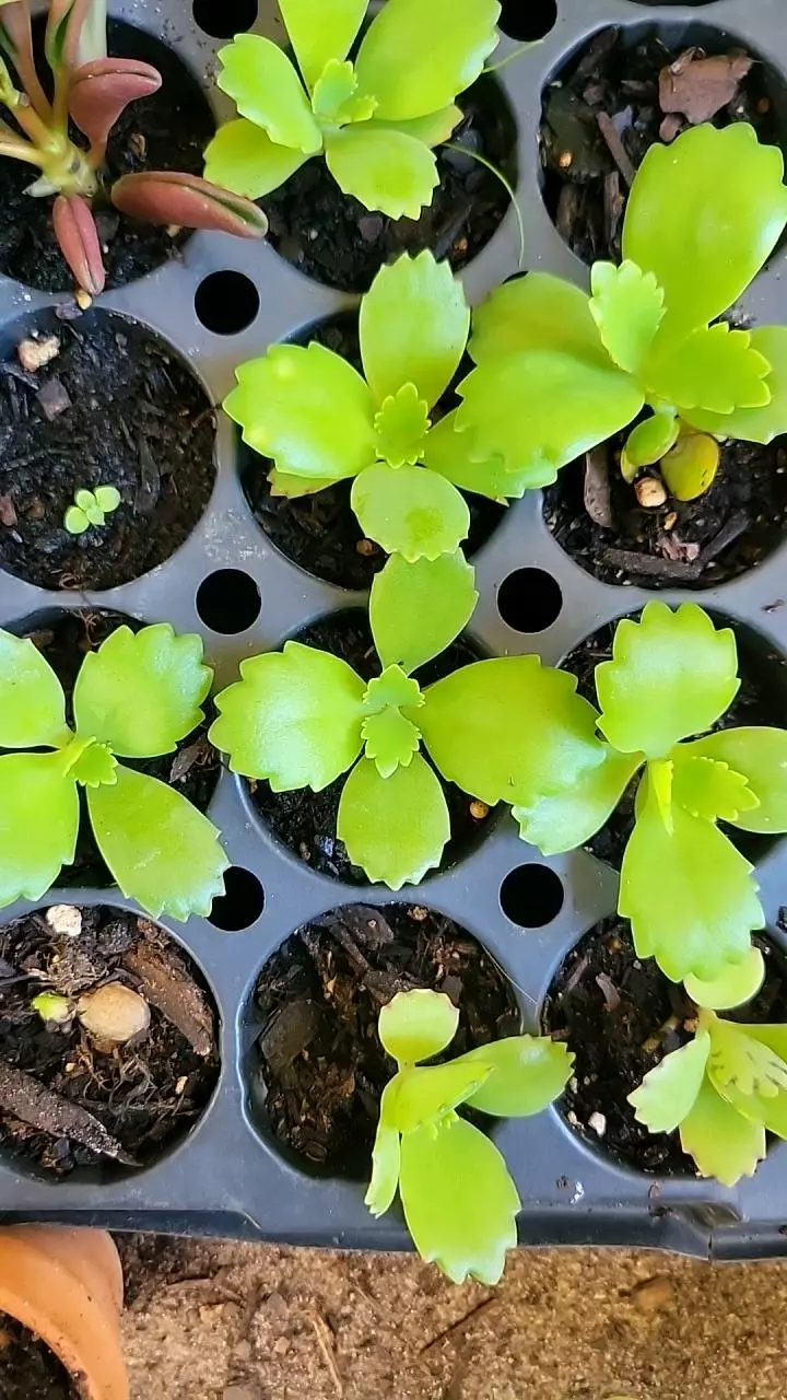 plant/Kalanchoe Mother of Thousands starter plants growers choice-1