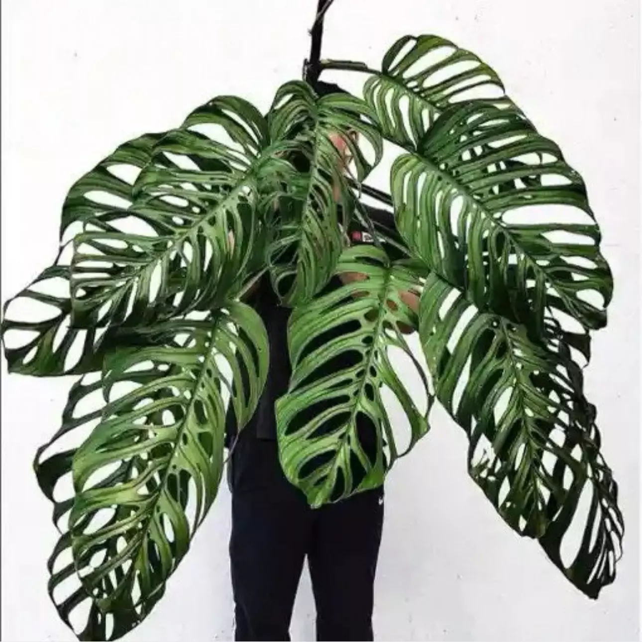 plant/Monstera esqueleto starter plant growers choice-0