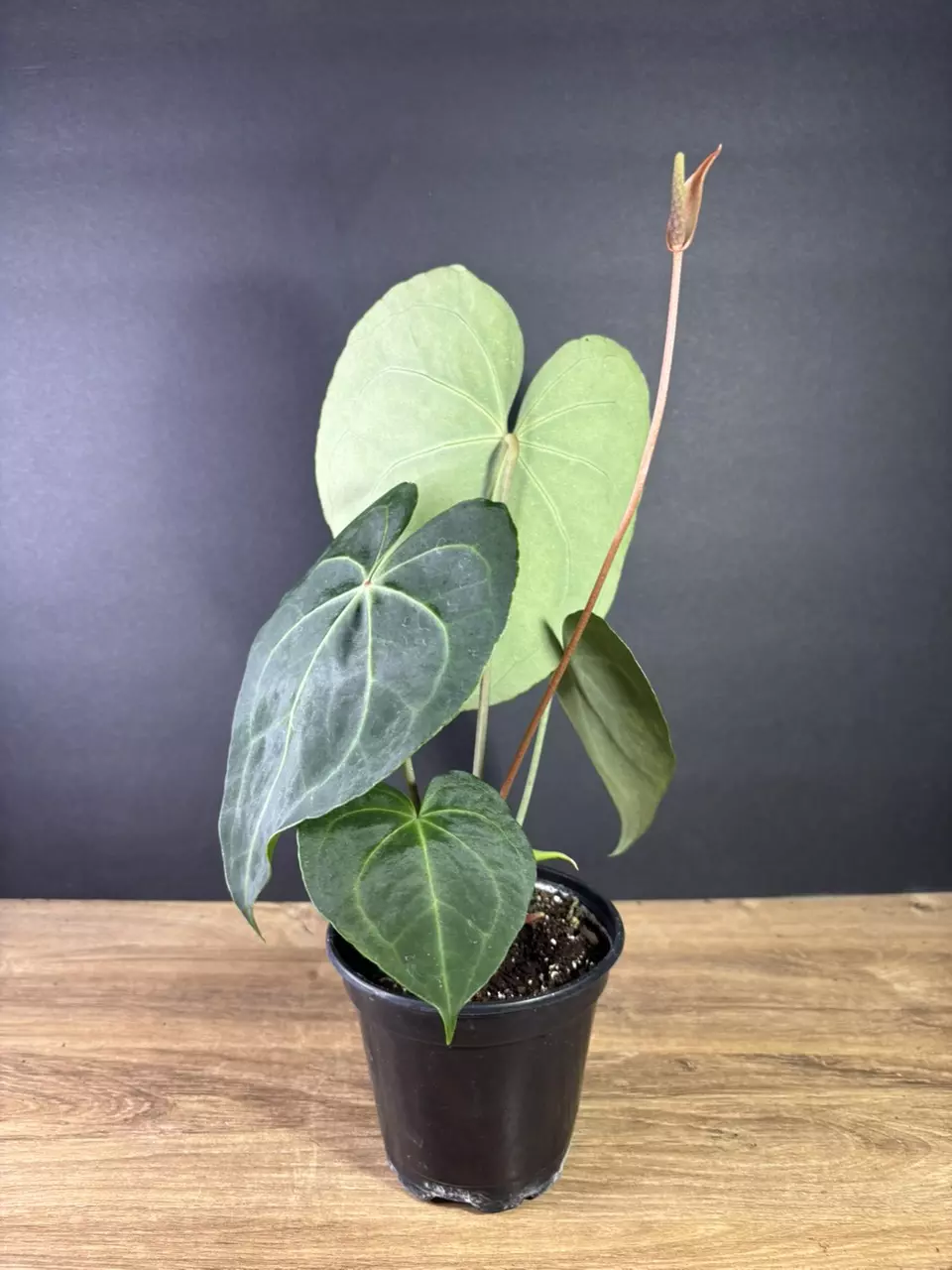 plant/Anthurium Clarinervium 4”  1768-1