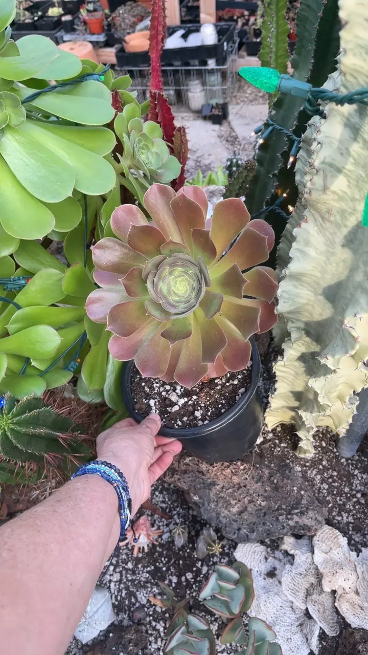 plant/Order for Lemony_lynx-0