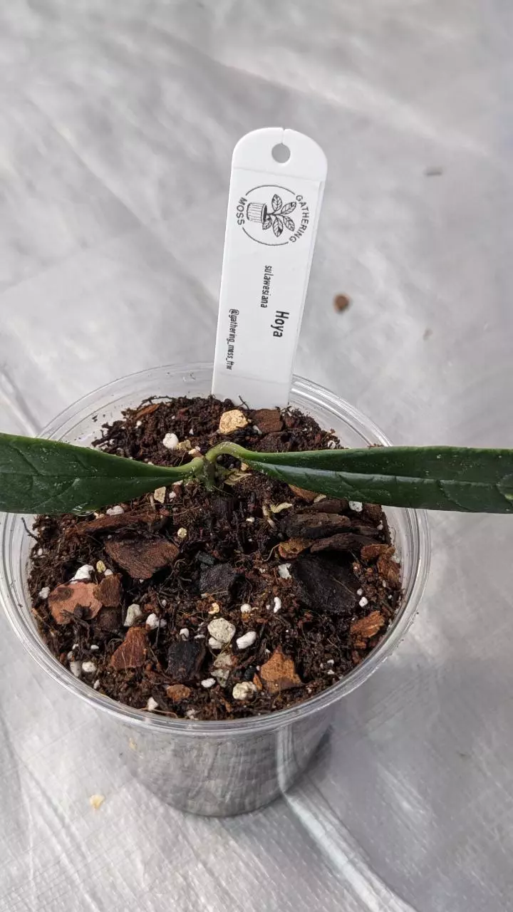 plant/Hoya sulawesiana-1