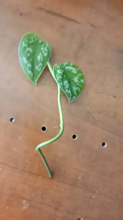 plant/Scindapsus mayari-3-thumbnail