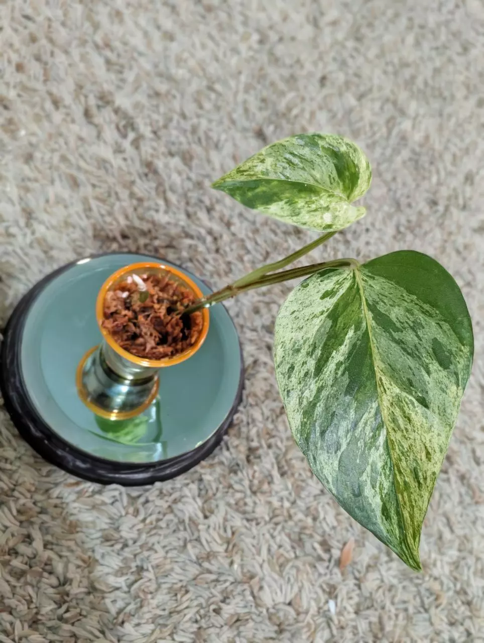 plant/Marble Queen Pothos #181-3