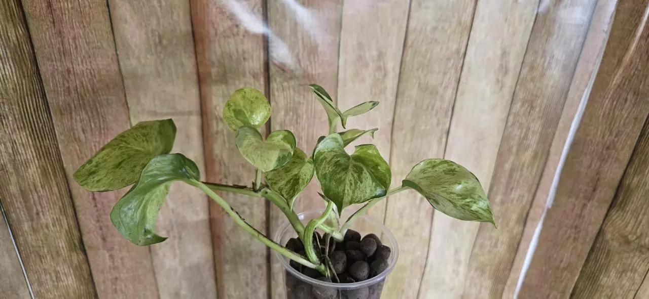 plant/Manjula Pothos-0