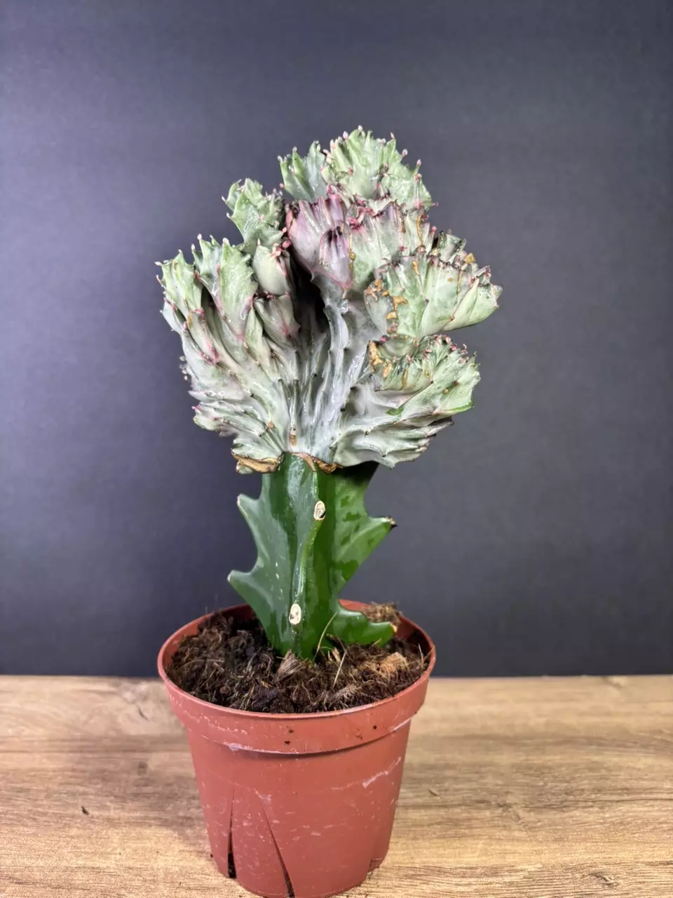 plant/Euphorbia Lactea Cristata/ Mermaid Tail 4” 1792-1