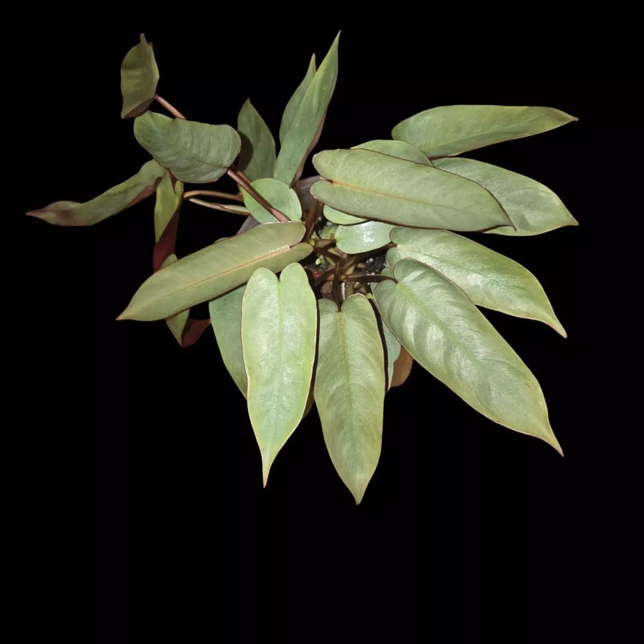 plant/Philodendron Atabapoense-1