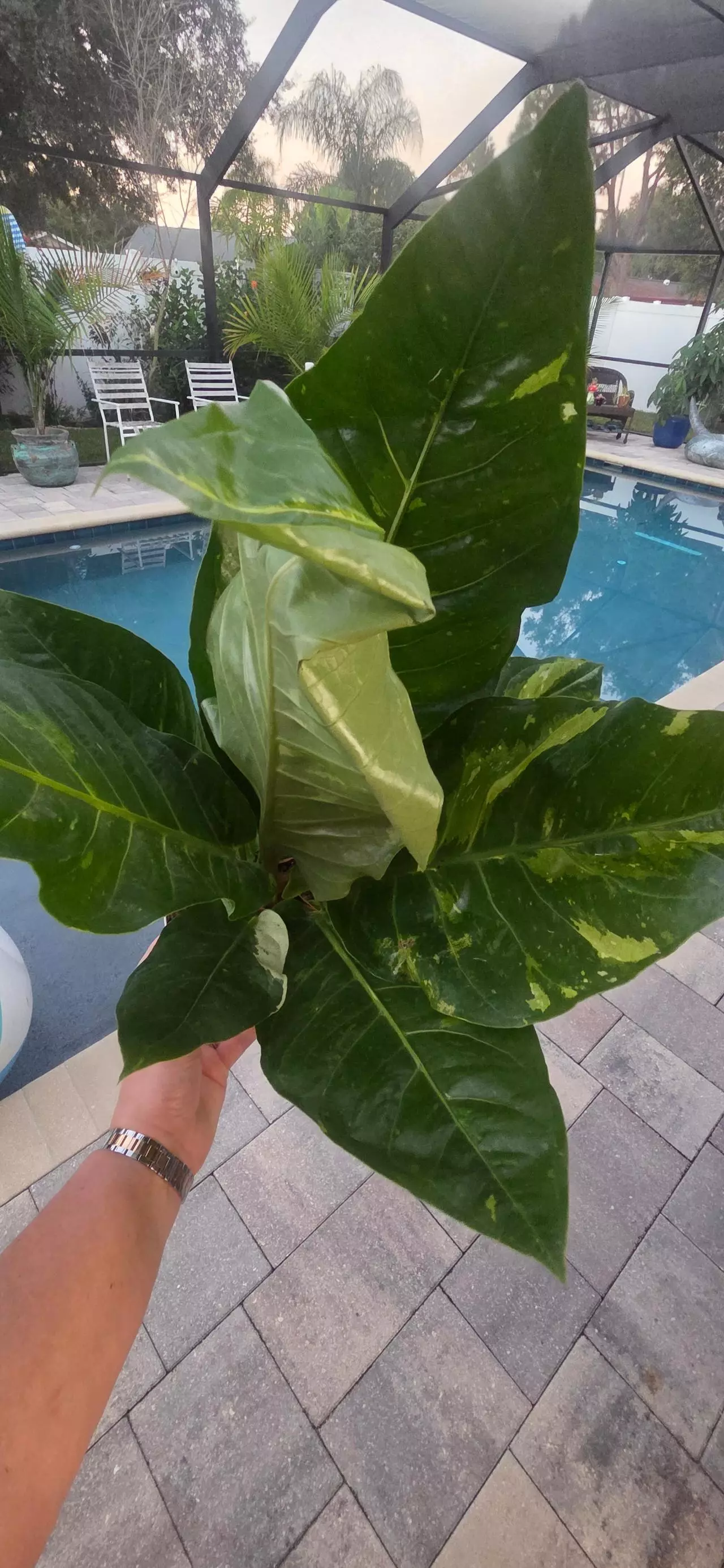 plant/Anthurium Hookerii Variegated-1