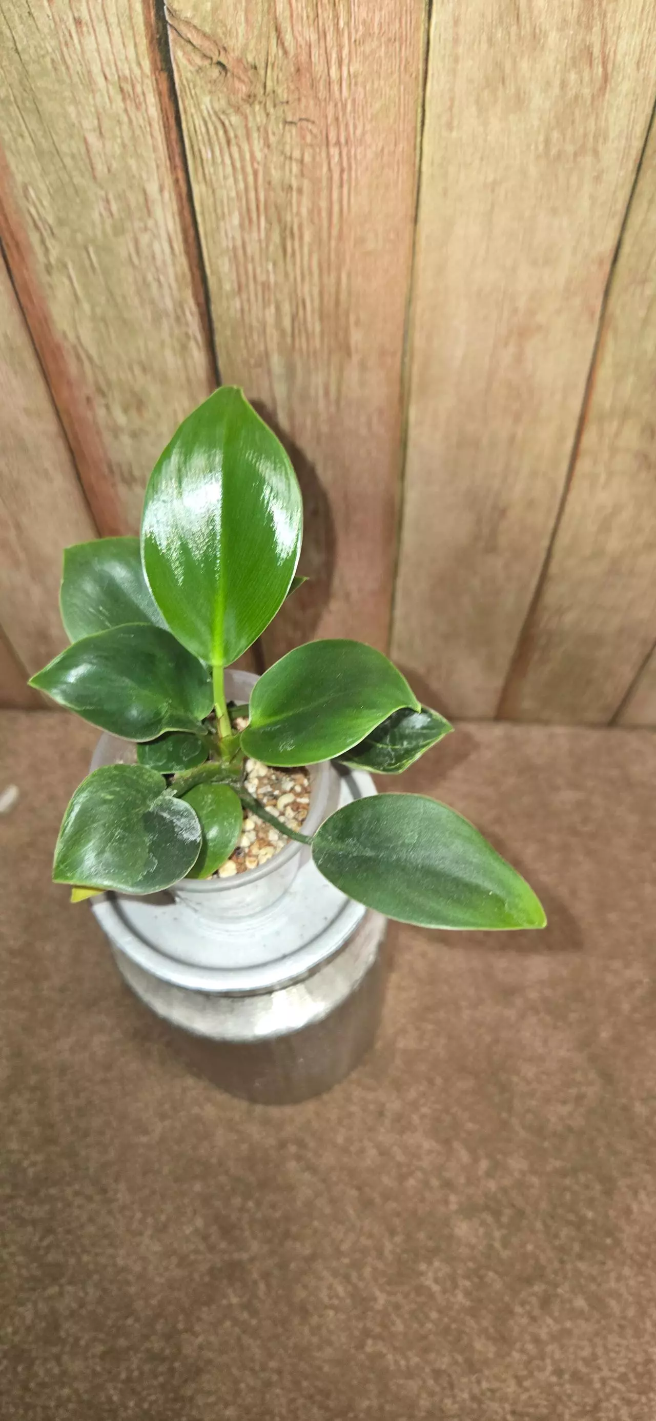 plant/Philo Rojo Congo pups-0