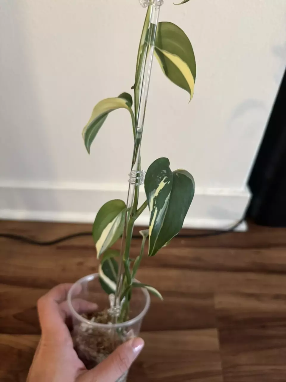 plant/Scindapsus Blue Albo-4