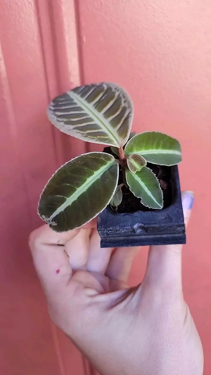 plant/Labisia sp Riau starter exact plant-2