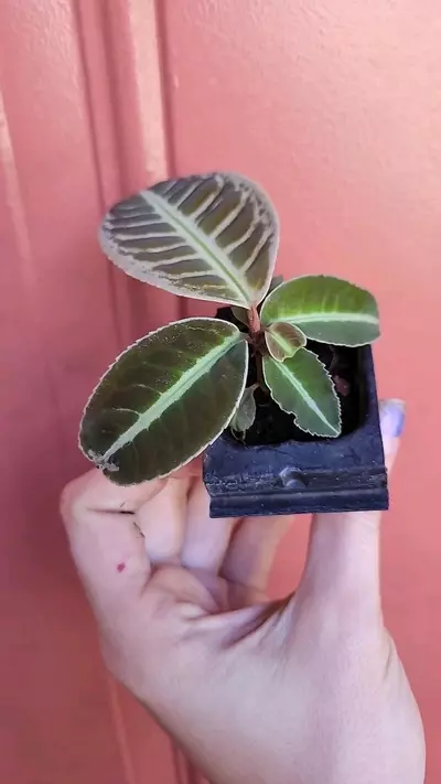 plant/Labisia sp Riau starter exact plant-2-thumbnail