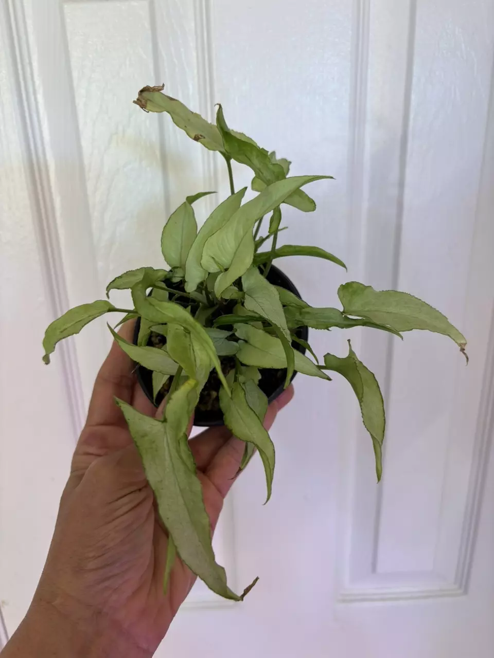 plant/Syngonium Silver fox-0