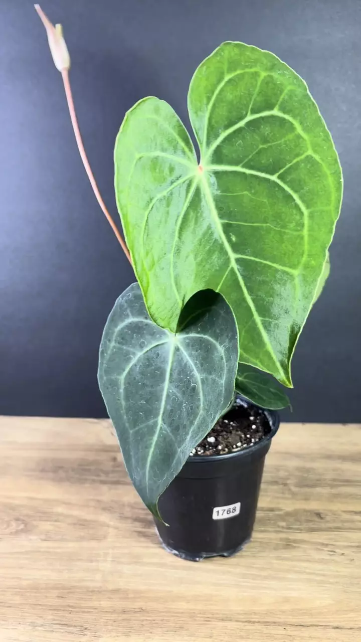 plant/Anthurium Clarinervium 4”  1768-2
