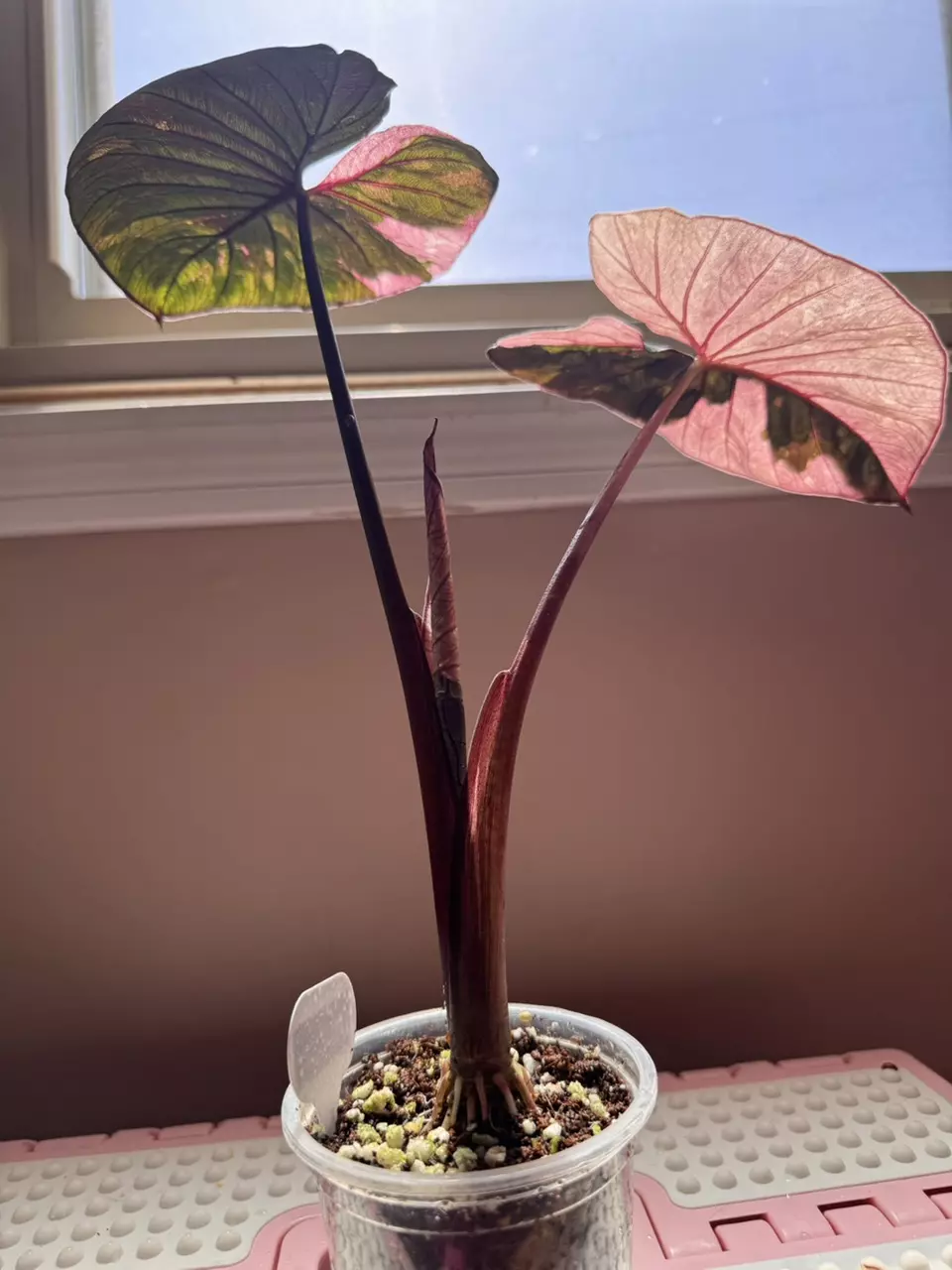 plant/Alocasia Pink Serendipity CORM-1