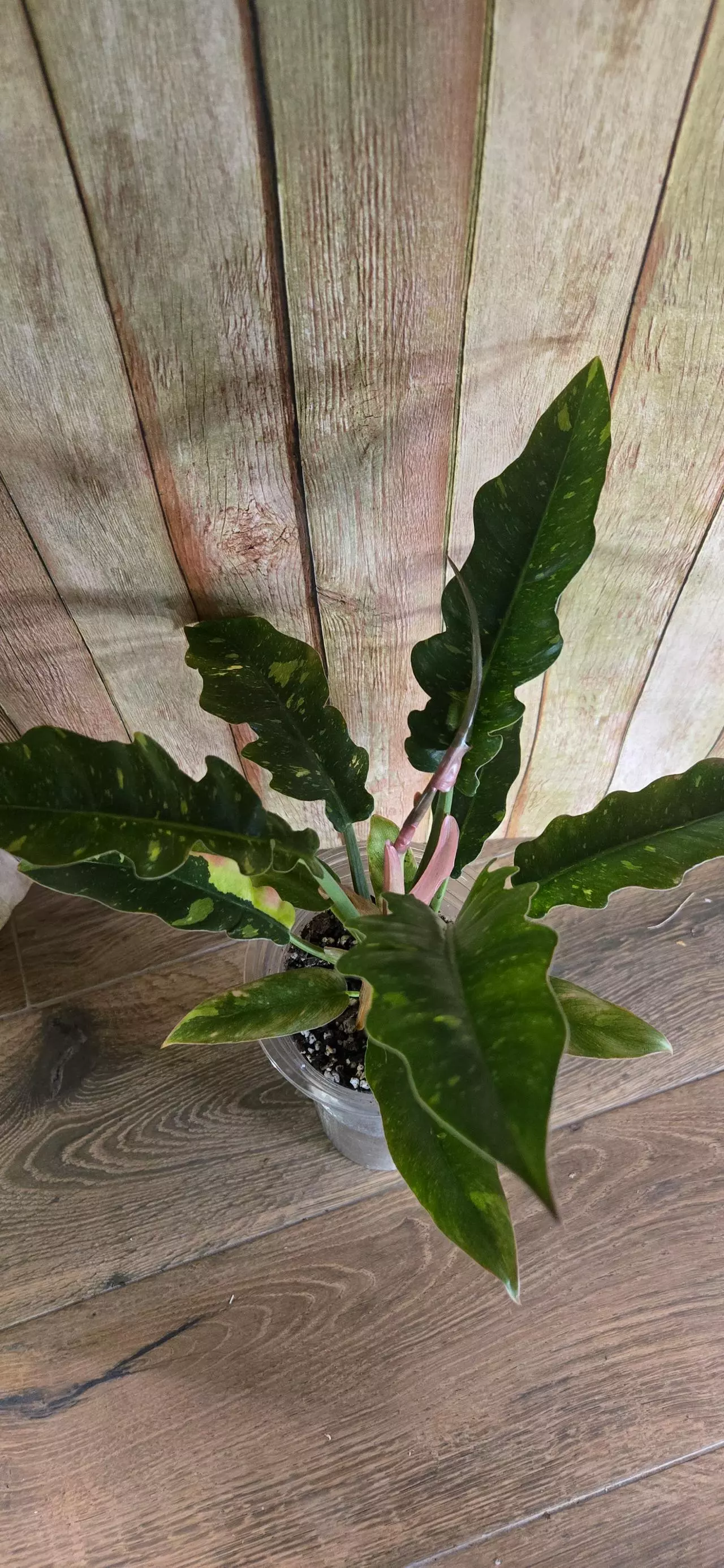 plant/Philodendron Ring of Fire-2